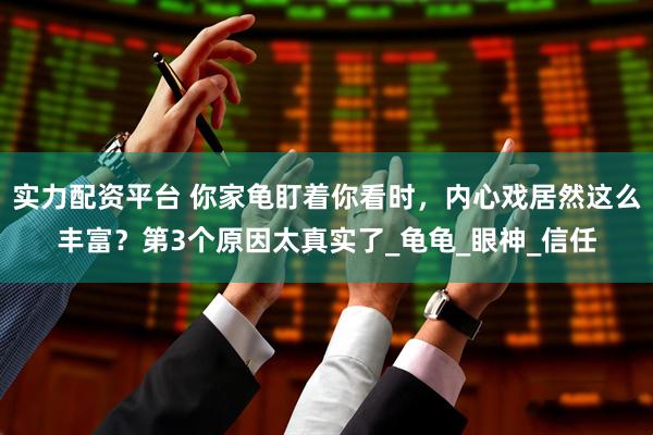 实力配资平台 你家龟盯着你看时，内心戏居然这么丰富？第3个原因太真实了_龟龟_眼神_信任