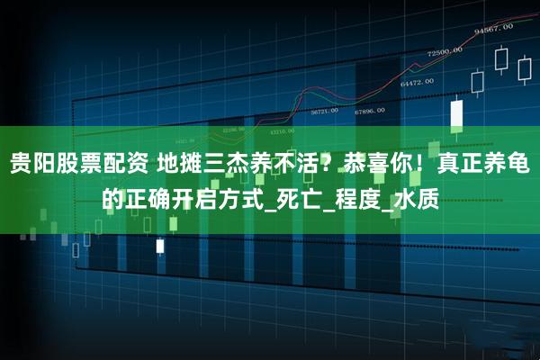 贵阳股票配资 地摊三杰养不活？恭喜你！真正养龟的正确开启方式_死亡_程度_水质